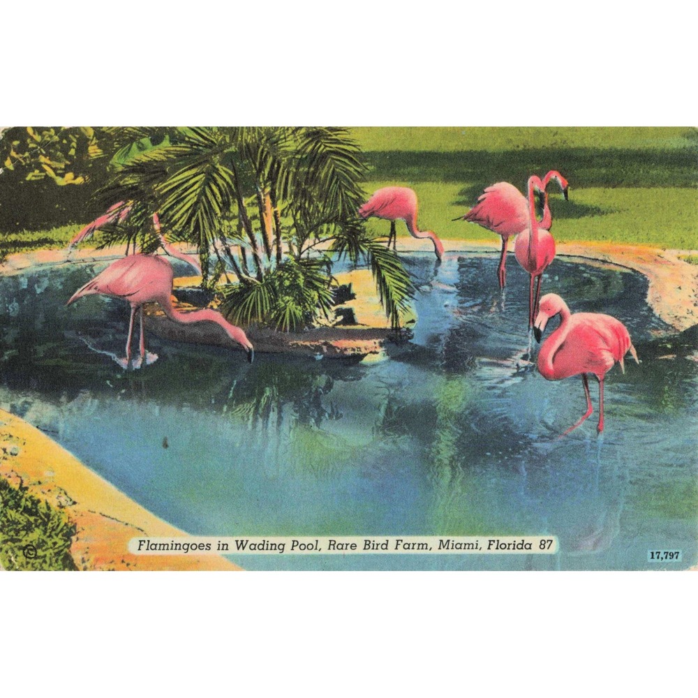 Vtg Flamingoes in Wading Pool Rare Bird Farm Miami Florida Linen Postcard 87